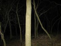 Chicago Ghost Hunters Group investigates Robinson Woods (156).JPG